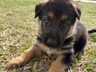 German Shepherd dogs Dale - Ad 11