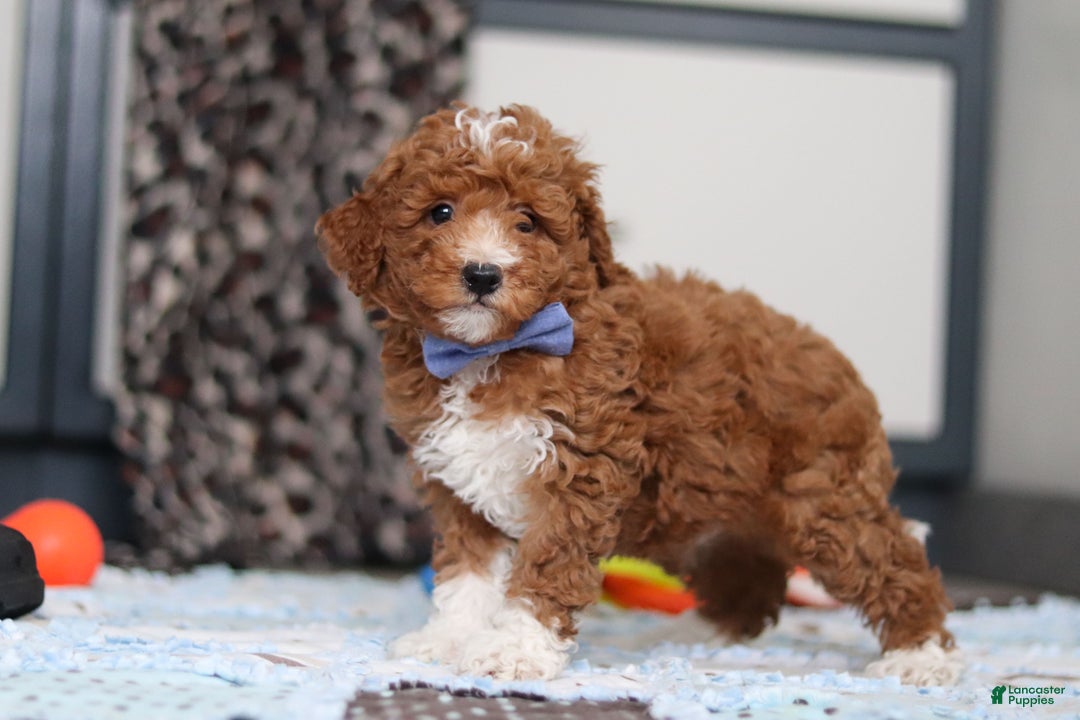 Goldendoodle dogs for sale: Falco - Ad 2