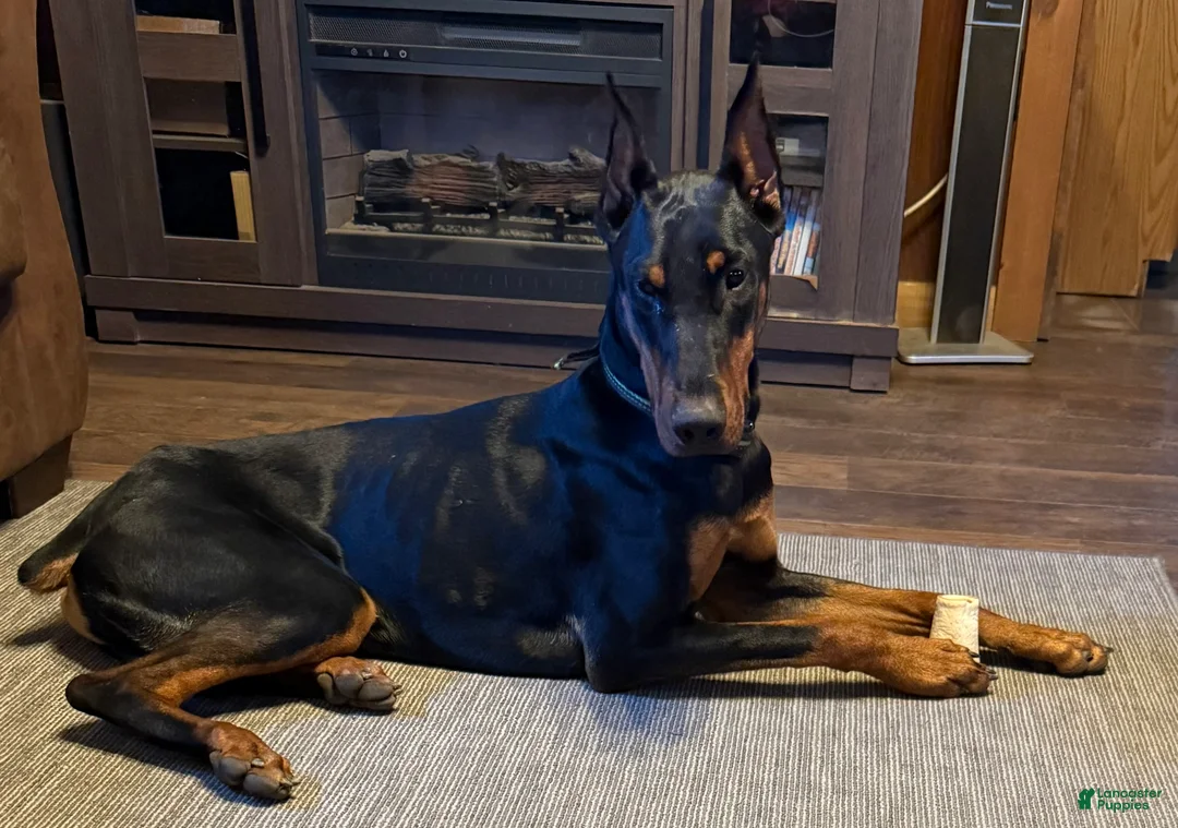 Doberman Pinscher dogs for sale: Bear - Ad 2