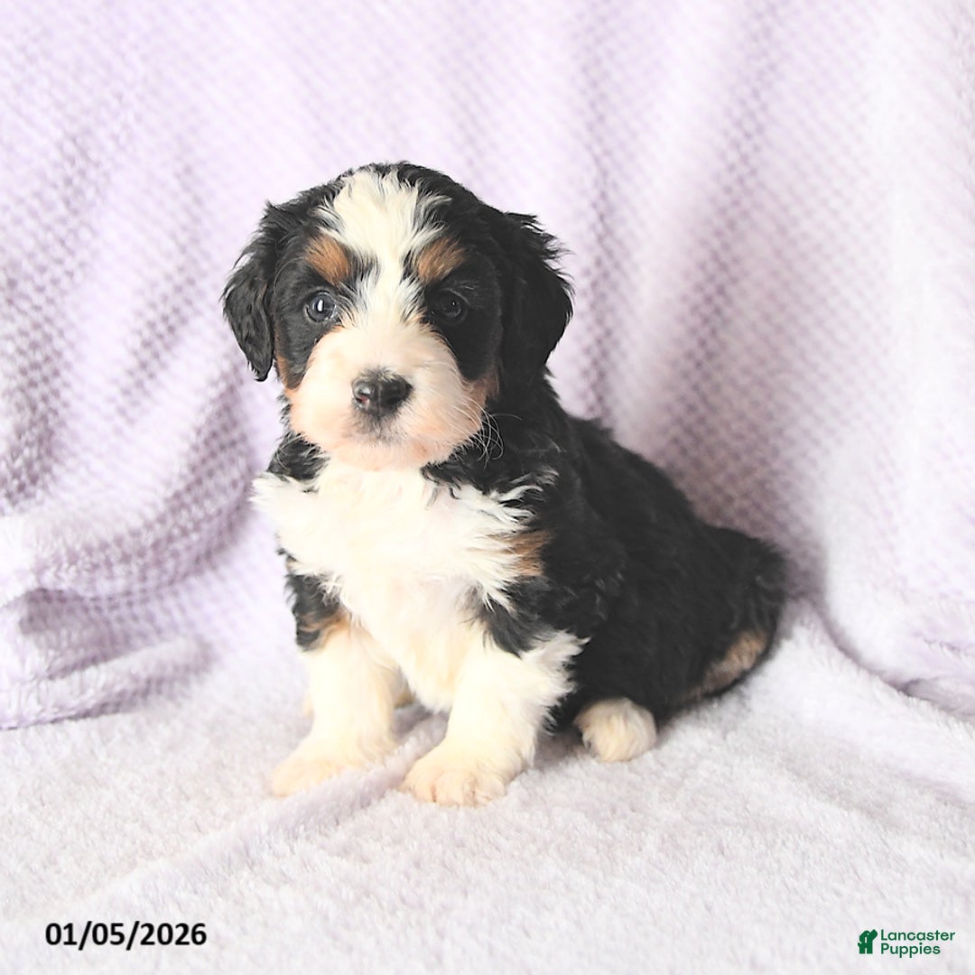 Mini Bernedoodle dogs for sale: Victoria - Ad 4