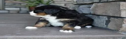 Mini Bernedoodle dogs for sale: Jodie - Ad 16