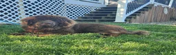 Newfoundland dogs for sale: AKC Brooke - Ad 11