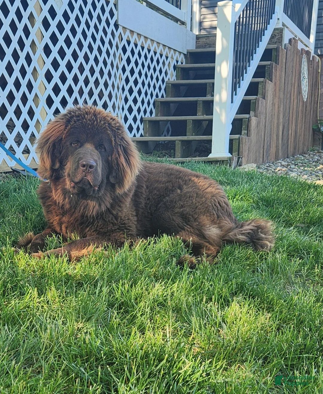 Newfoundland dogs for sale: AKC Brooke - Ad 11