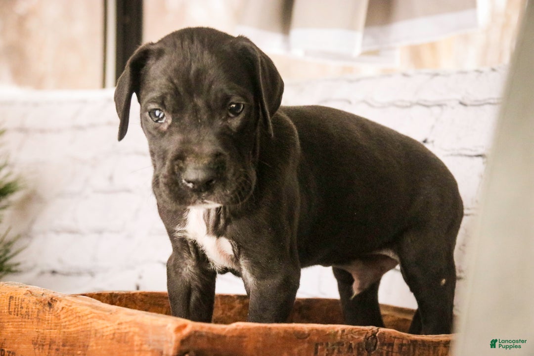 Great Dane dogs for sale: Henry - Ad 4