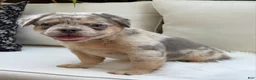 French Bulldog dogs for sale: Sophie - Ad 5