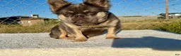 French Bulldog dogs for sale: Rocky 🩶 Rare Lilac Tan Fluffy in LA, CA-USA DELIVERY & FINANCING OPTIONS AVAILABLE! - Ad 5