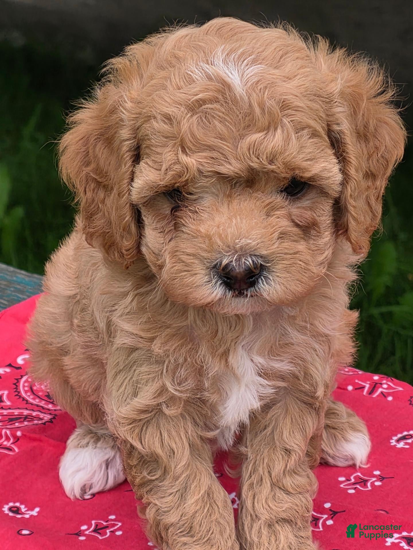 Cavapoo dogs Alex - Ad 2