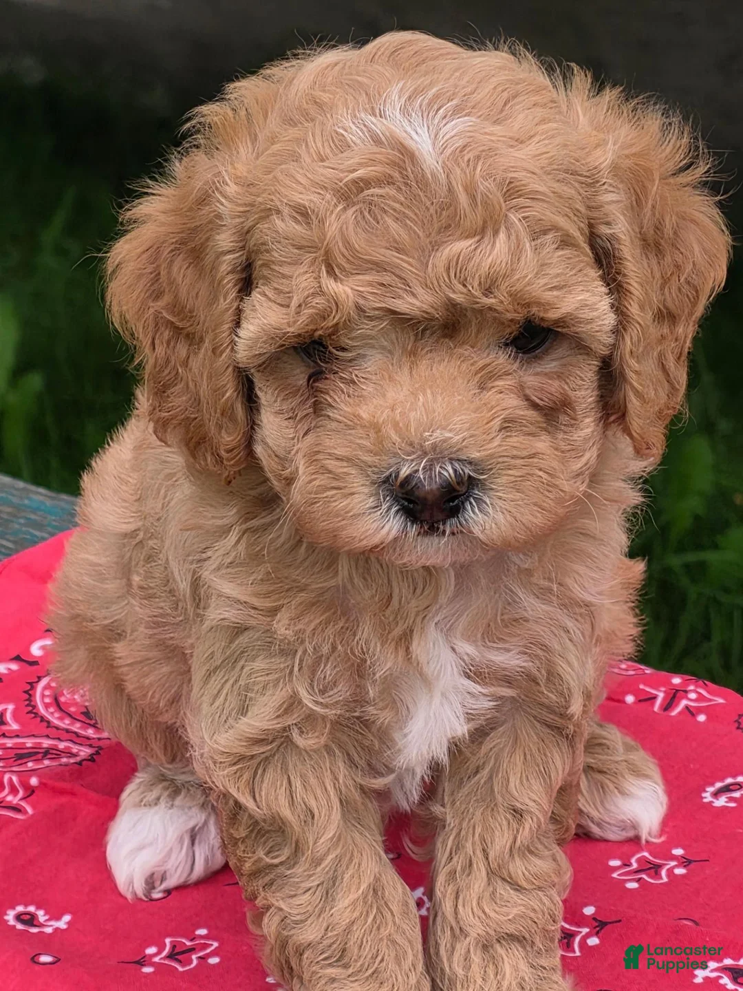 Cavapoo dogs for sale: Alex - Ad 2