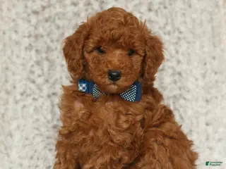 Toy Poodle dogs Teddy - Ad 29