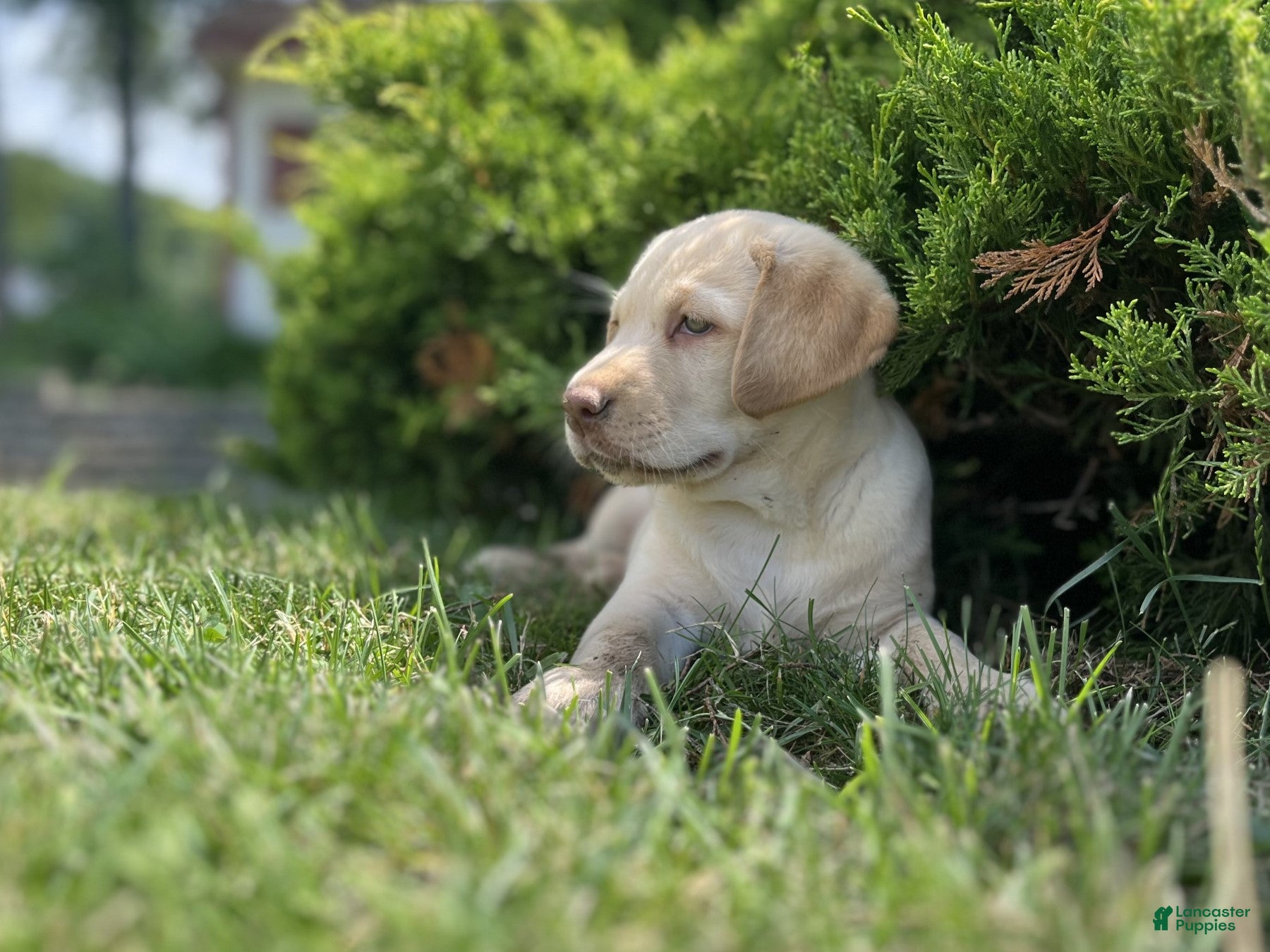 Labrador Retriever dogs Mandy - Ad 1