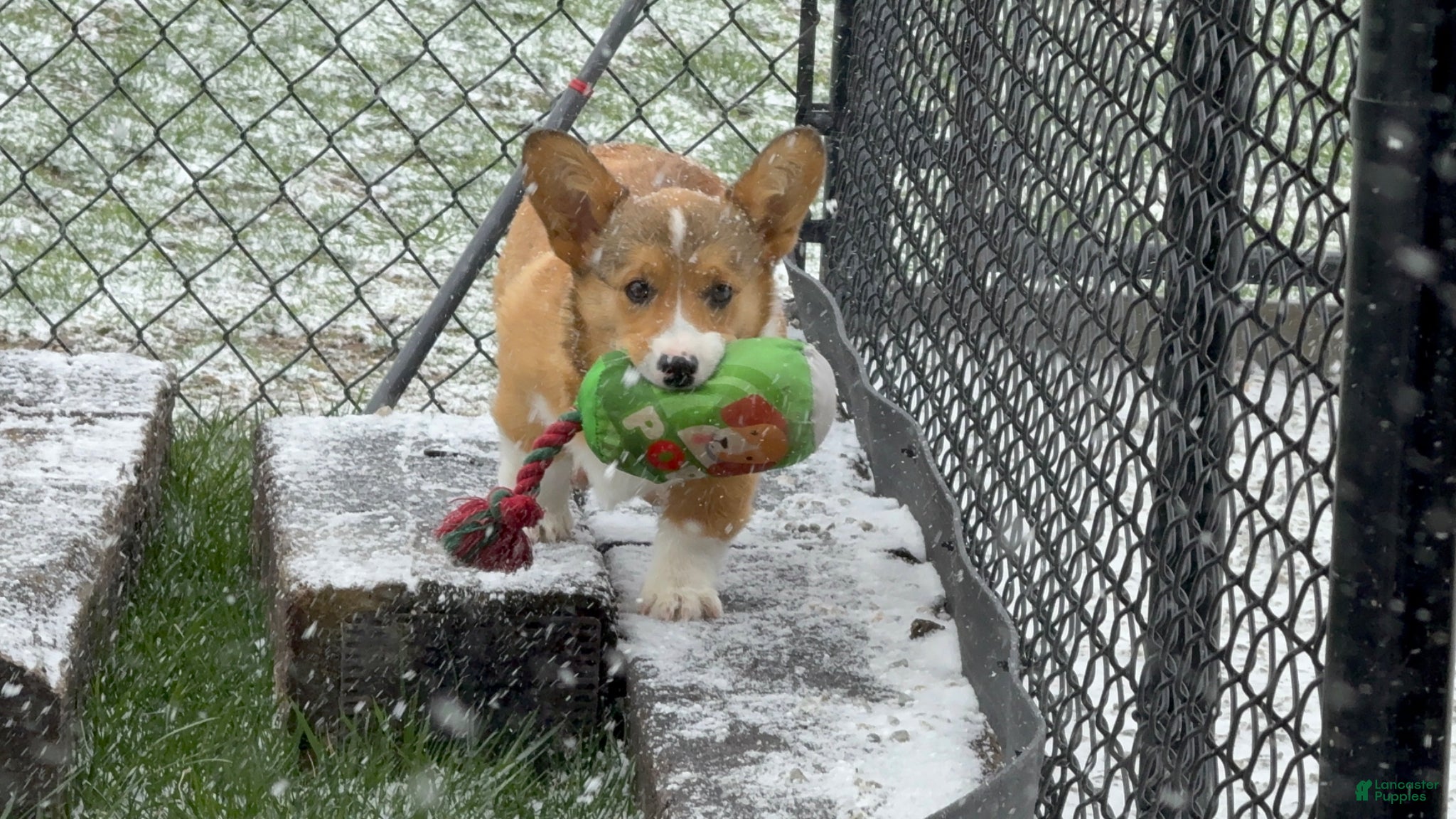 Welsh Corgi Pembroke dogs Kaden  - Ad 1
