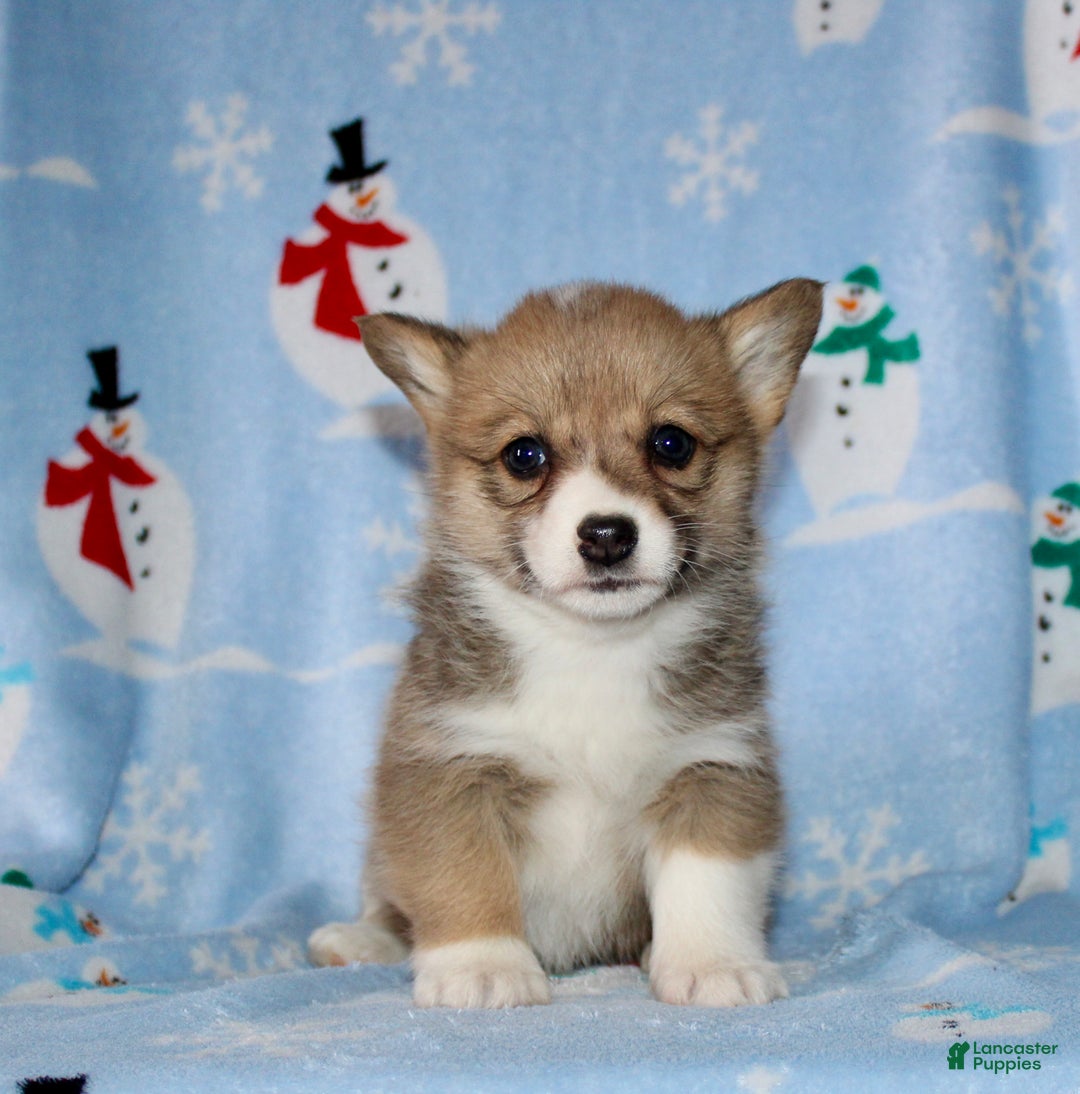 Welsh Corgi Pembroke dogs for sale: Macy - Ad 2