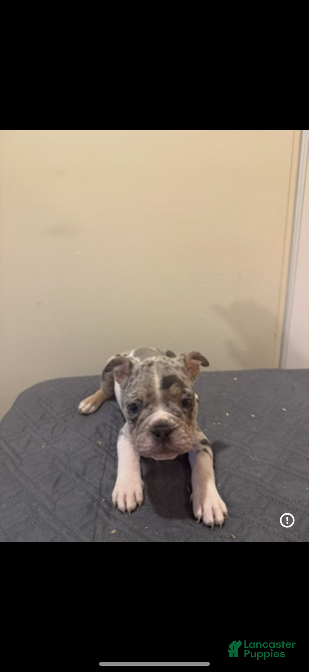 Mixed Breed dogs for sale: Mixed Breed Puppy 3 - Ad 5