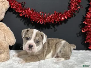 Beabull dogs Lola - Ad 3