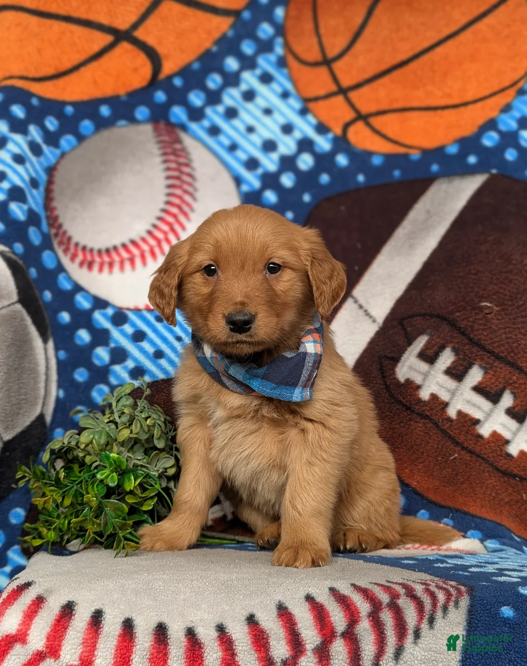 Golden Retriever dogs for sale: Flynn - Ad 2