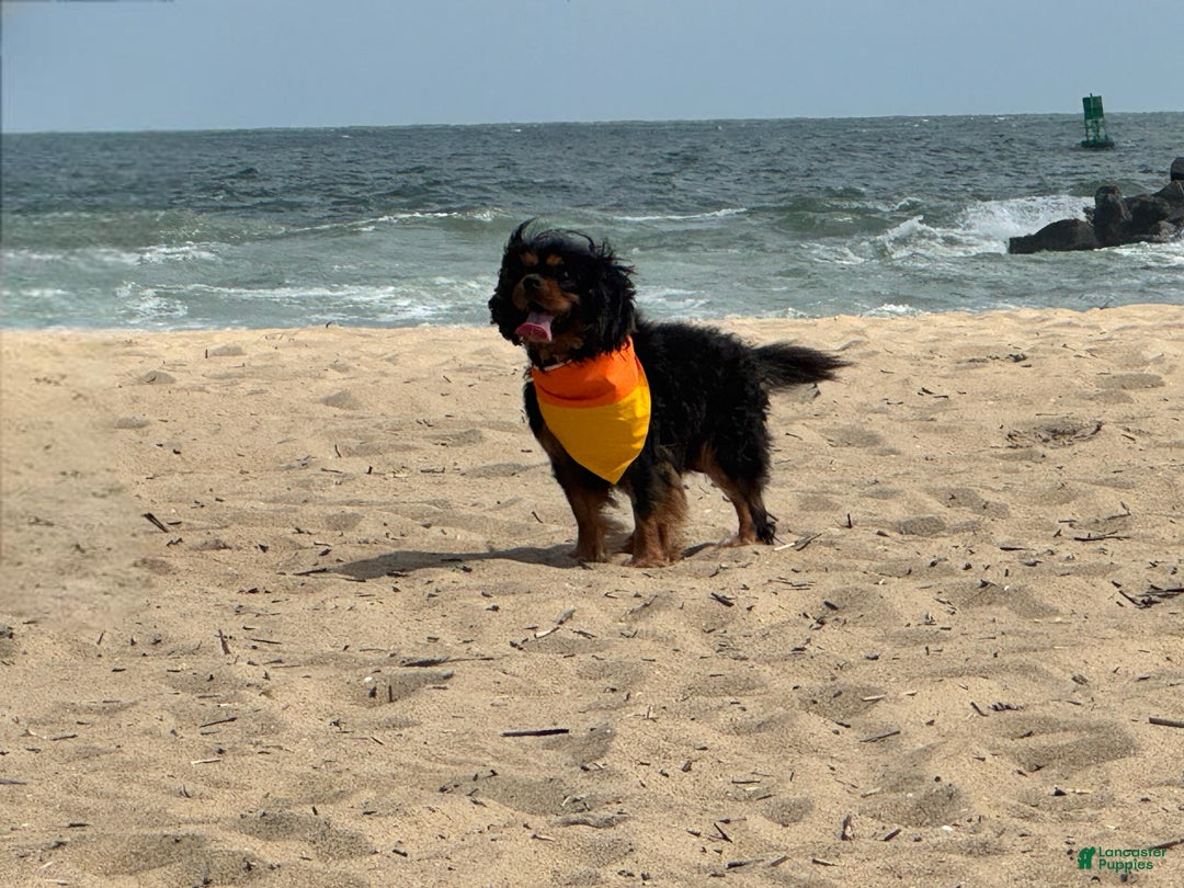 Cavalier King Charles Spaniel dogs for stud: Mojo man - Ad 5