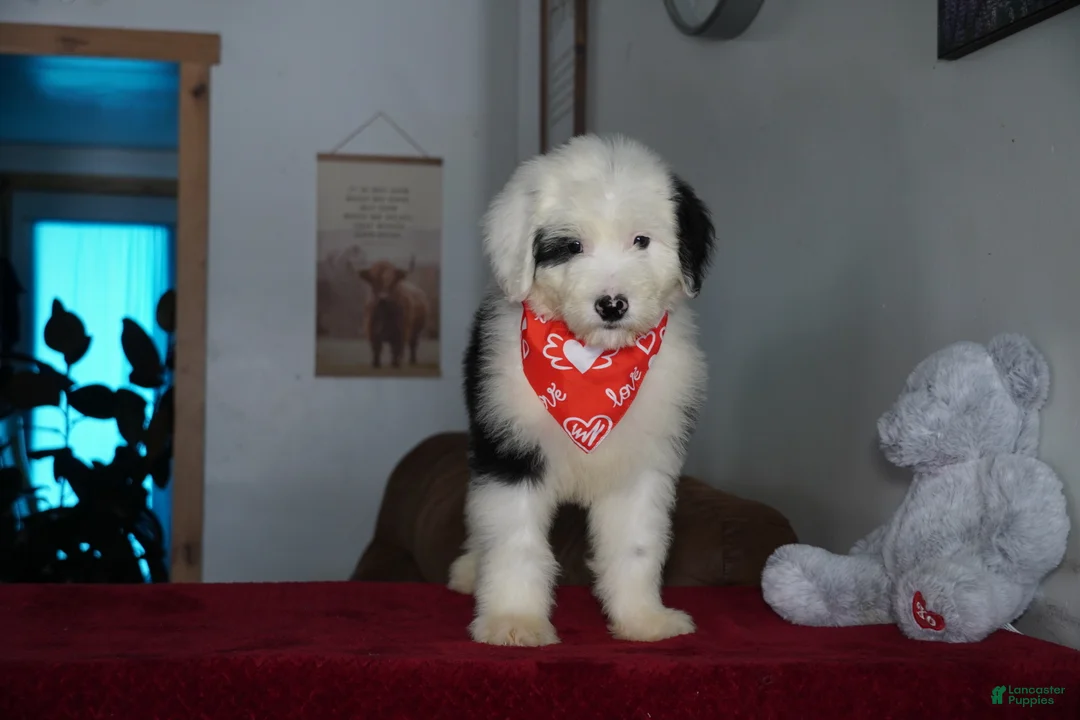 Sheepadoodle dogs for sale: Ollie - Ad 7
