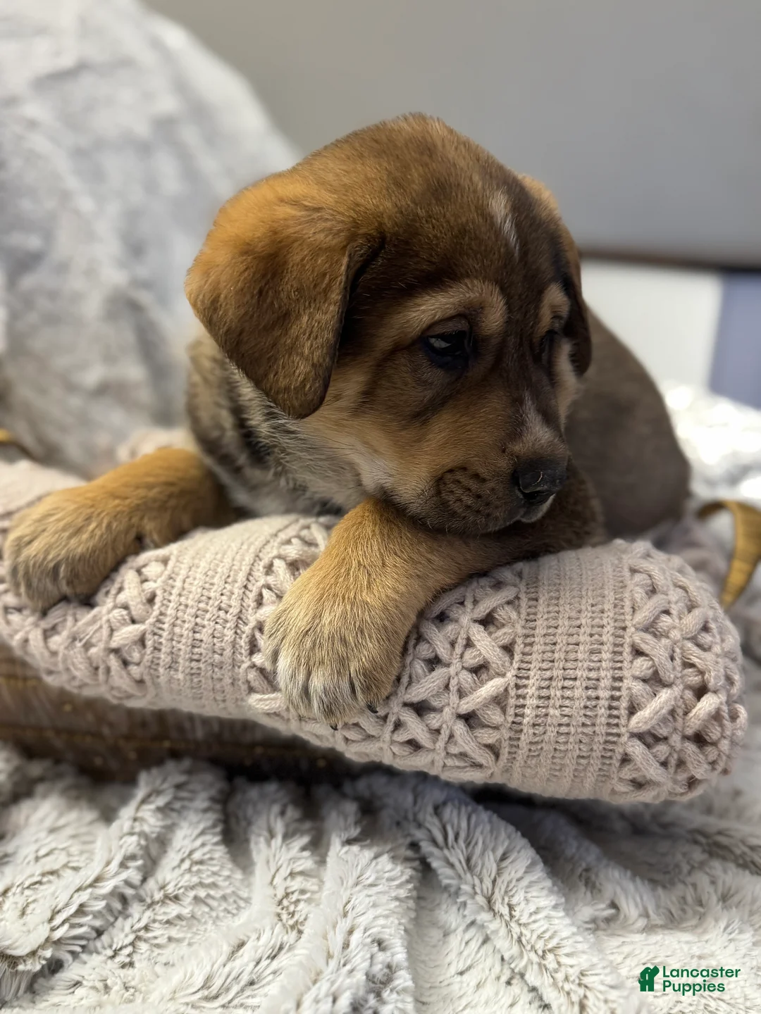 Mixed Breed dogs for sale: Sparkle - Ad 4