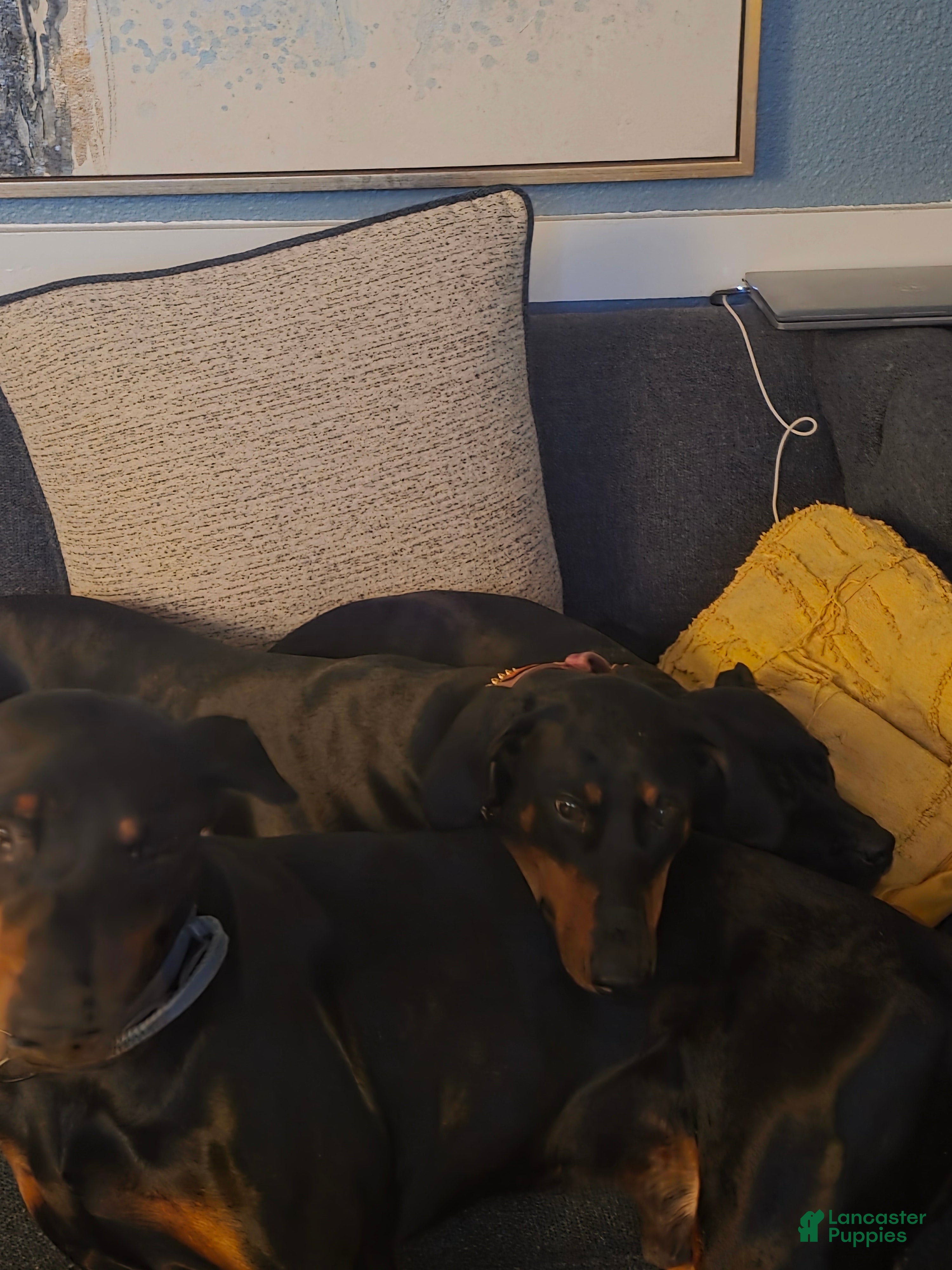 Doberman Pinscher dogs Doberman Pinscher Puppy 7 - Ad 30