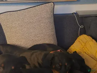 Doberman Pinscher dogs Doberman Pinscher Puppy 7 - Ad 30