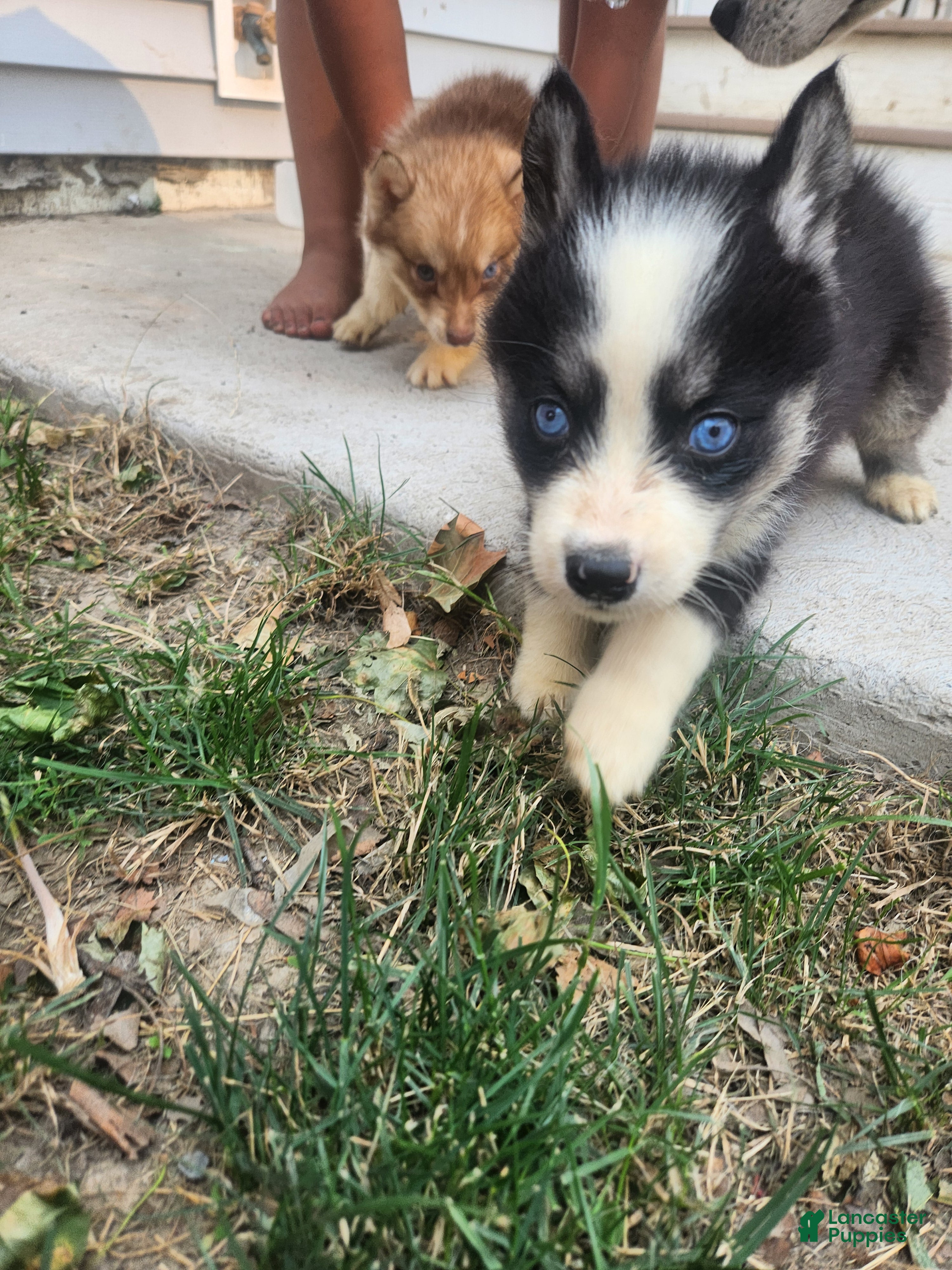 Siberian Husky dogs Siberian Husky 5 - Ad 33