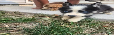 Siberian Husky 5