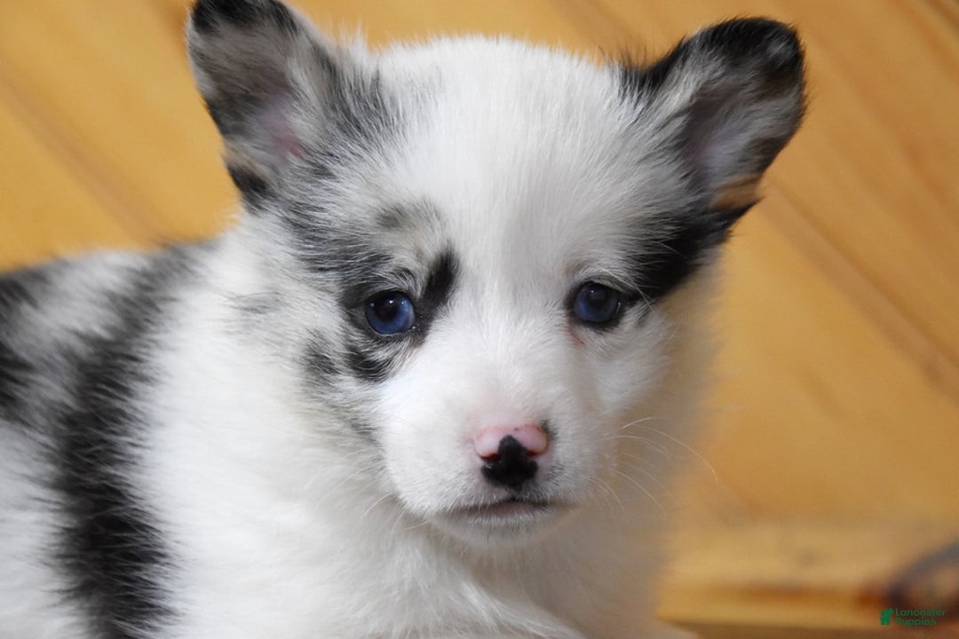 Welsh Corgi Pembroke dogs for sale: Skye - Ad 3