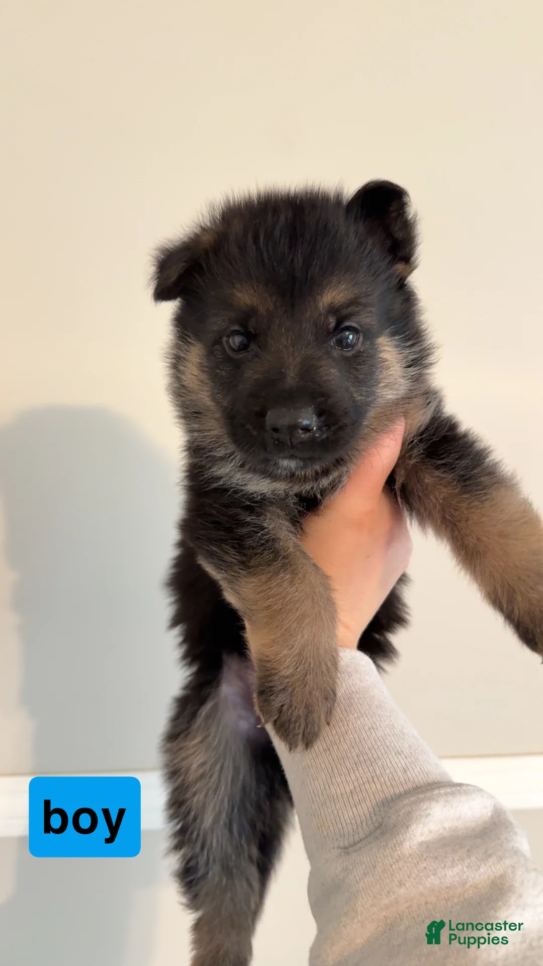 German Shepherd dogs for sale: German Shepherd Puppy 12 - Ad 1