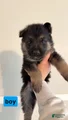 German Shepherd Puppy 12