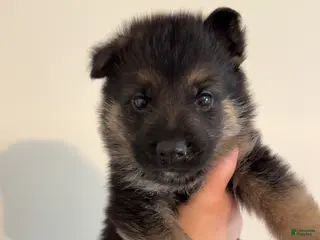 German Shepherd dogs German Shepherd Puppy 12 - Ad 12