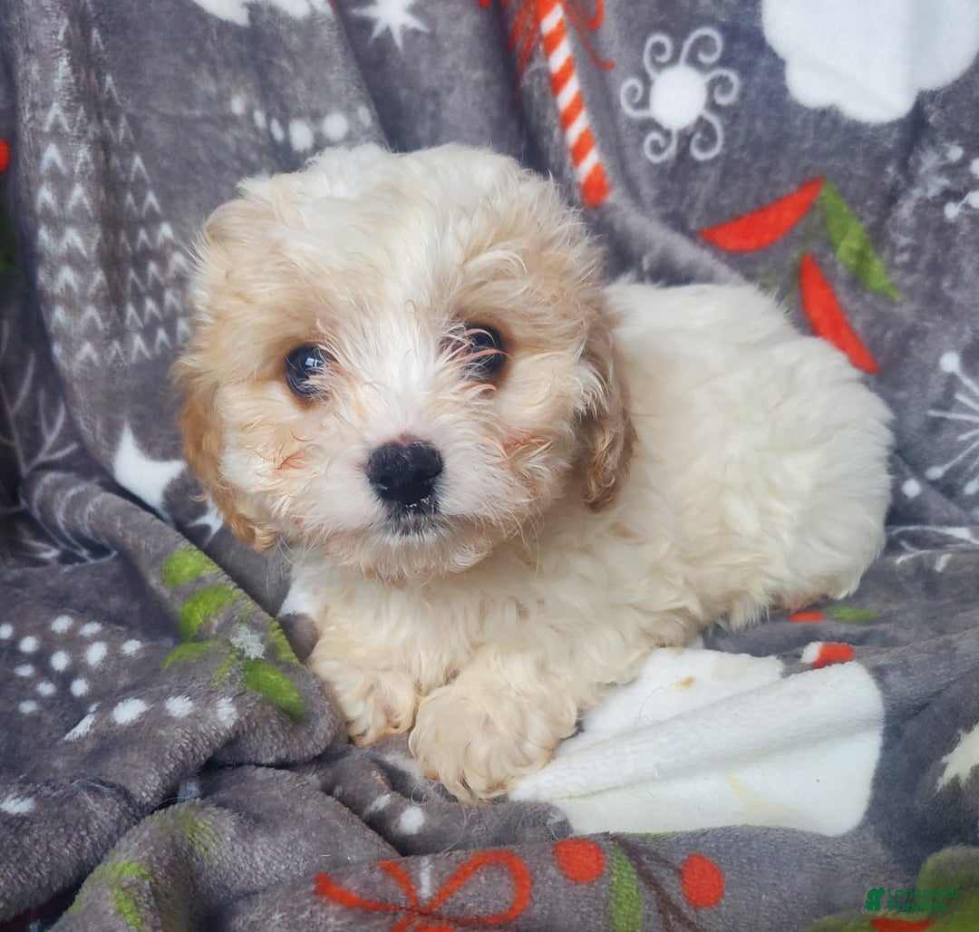 Cavachon dogs for sale: Frost - Ad 3