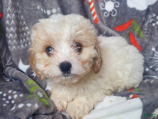 Cavachon dogs Frost - Ad 22