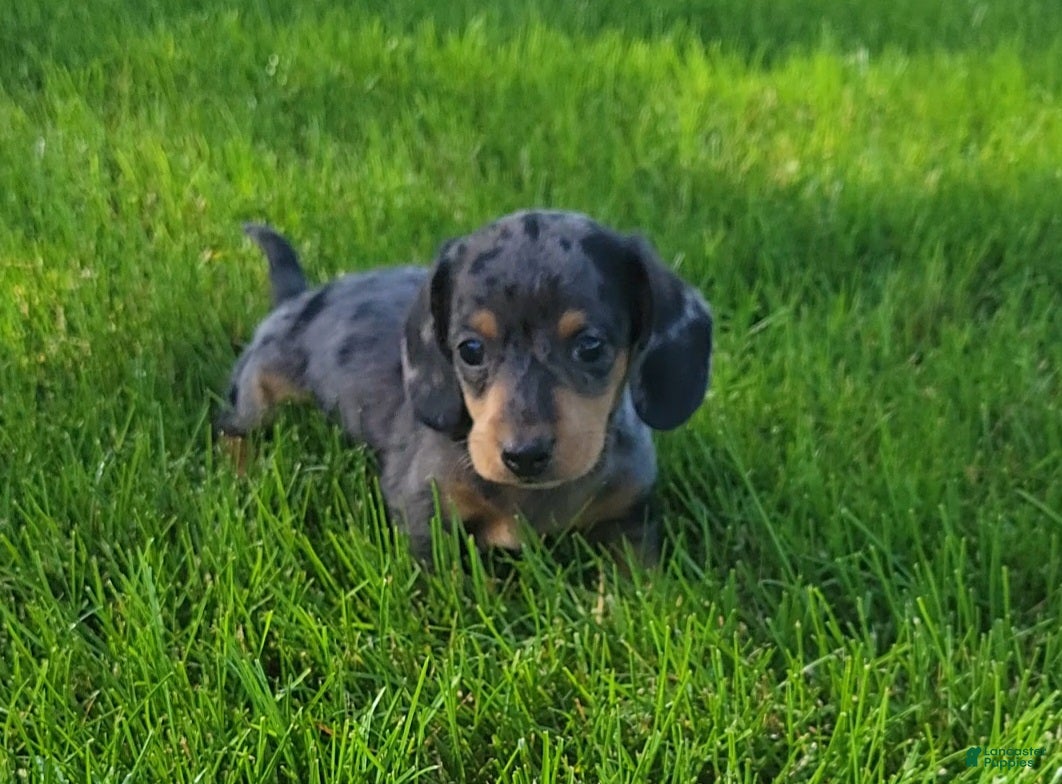 Miniature Dachshund dogs Trigger  - Ad 2