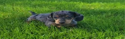 Miniature Dachshund dogs for sale: Trigger  - Ad 2