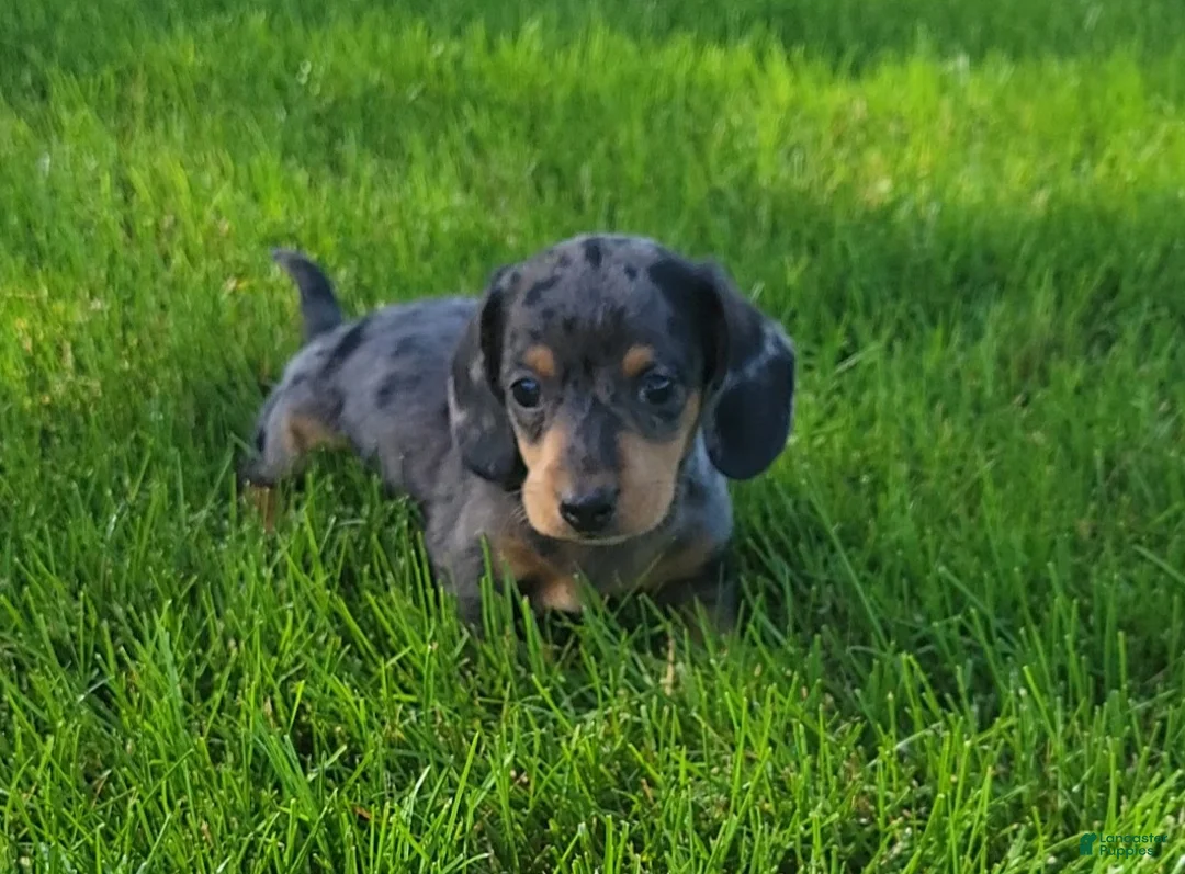 Miniature Dachshund dogs for sale: Trigger  - Ad 2