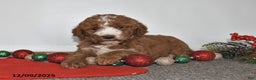 Mini Goldendoodle dogs for sale: Joy - Ad 5