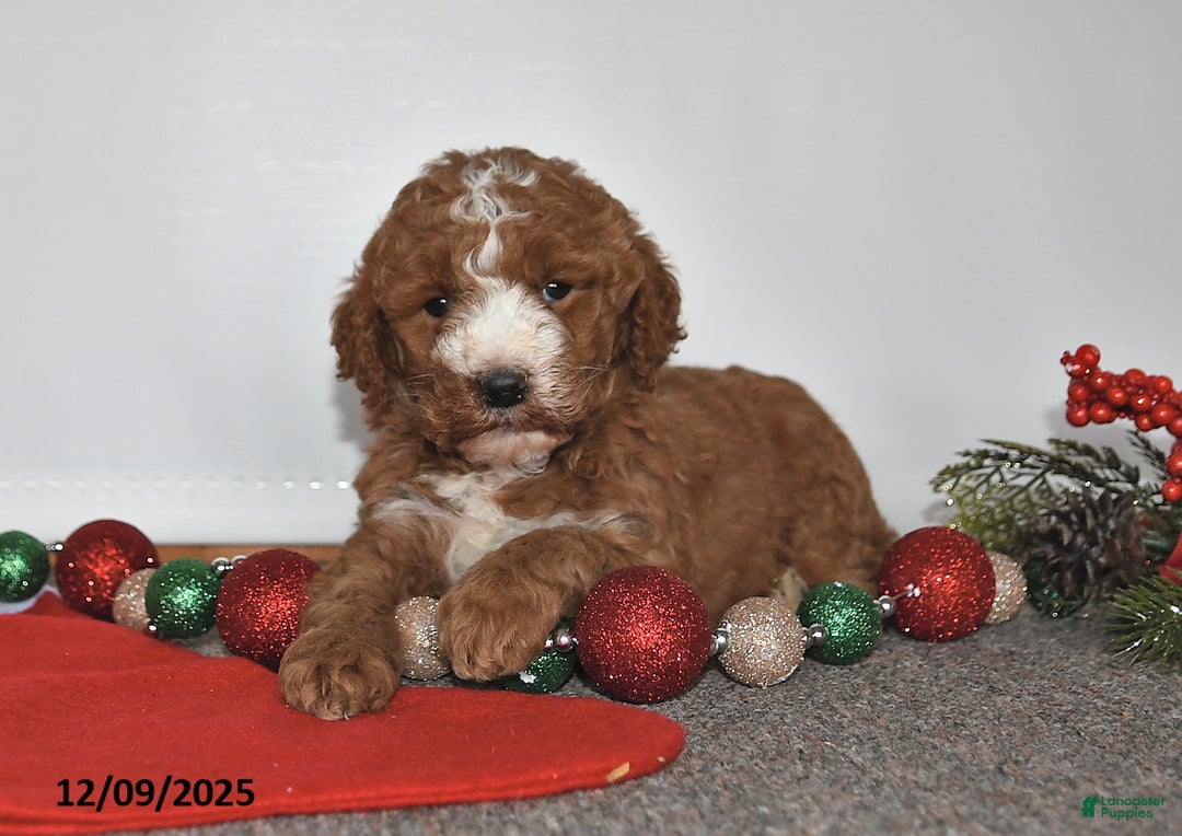 Mini Goldendoodle dogs for sale: Joy - Ad 5
