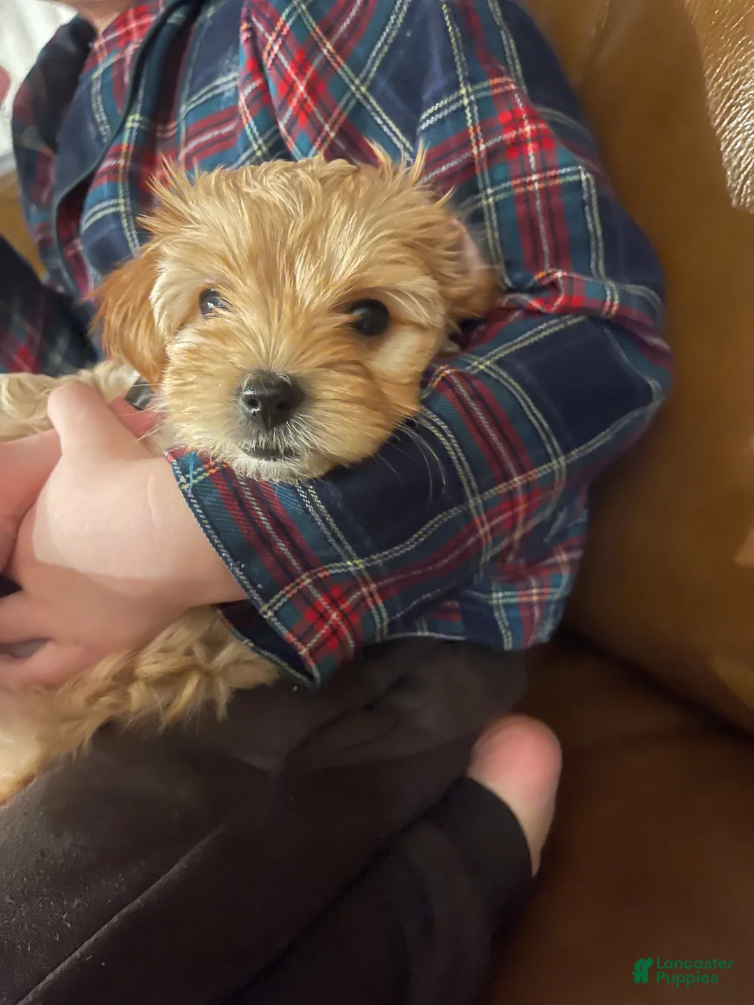 Maltipoo dogs for sale: Maltipoo Puppy 1 - Ad 8