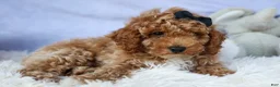Miniature Poodle dogs for sale: WADE - Ad 13