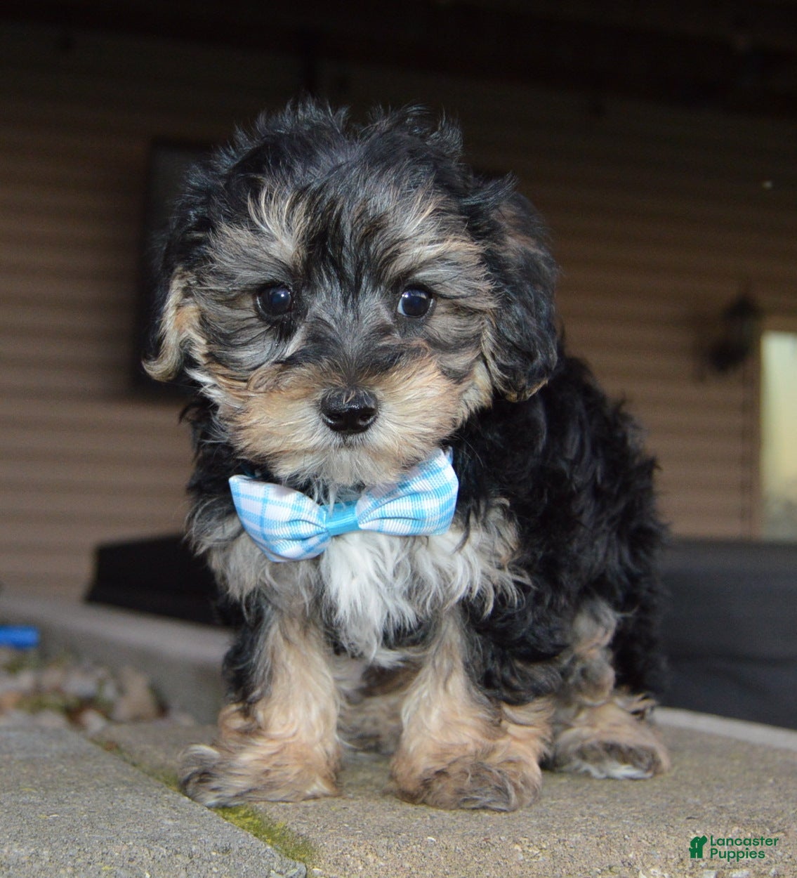 Yorkiepoo dogs for sale: Sawyer - Ad 2