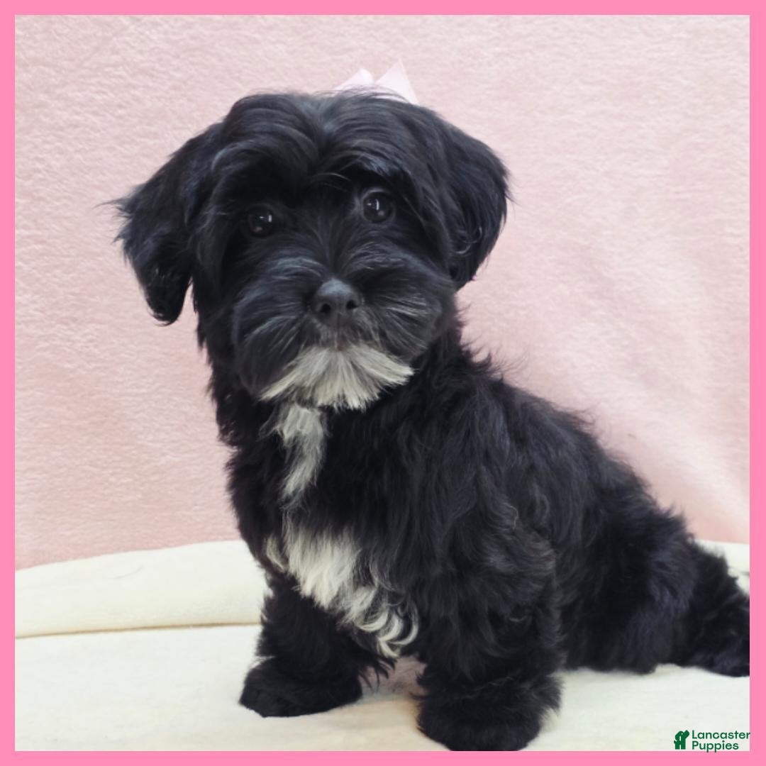 Yorkiepoo dogs for sale: Janet - Ad 2