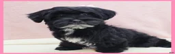 Yorkiepoo dogs for sale: Janet - Ad 1