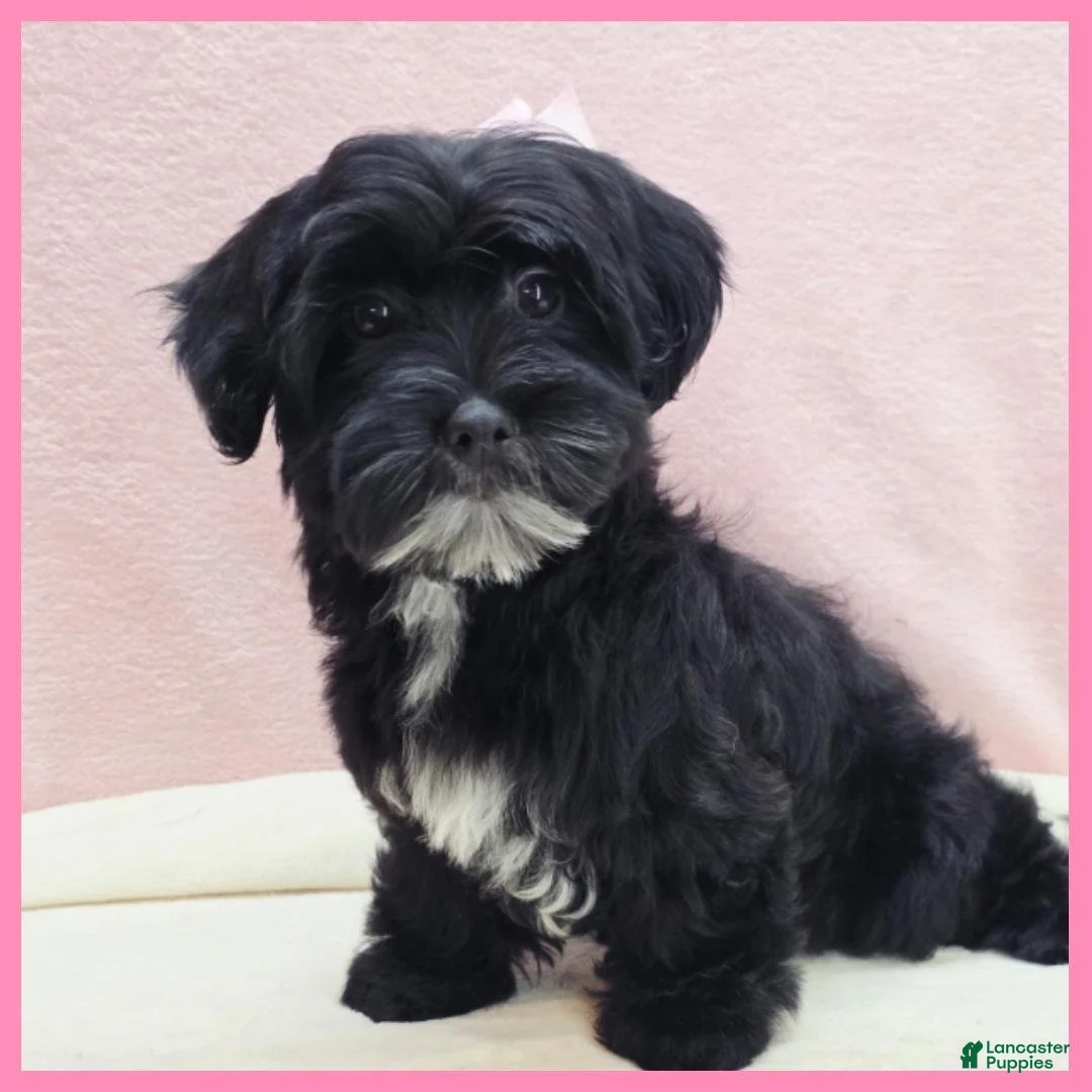 Yorkiepoo dogs for sale: Janet - Ad 1