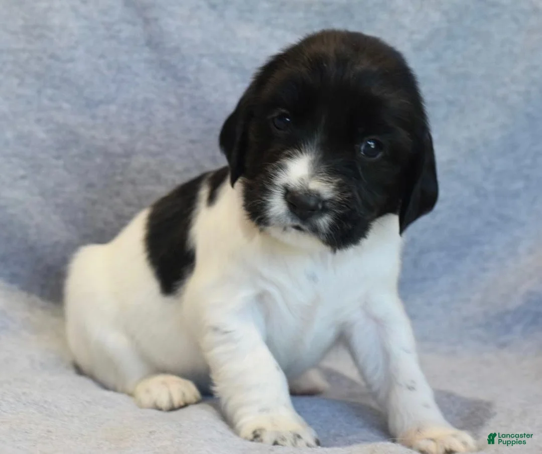 English Springer Spaniel dogs for sale: Aspen - Ad 1