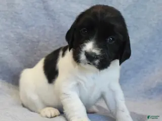English Springer Spaniel dogs Aspen - Ad 23