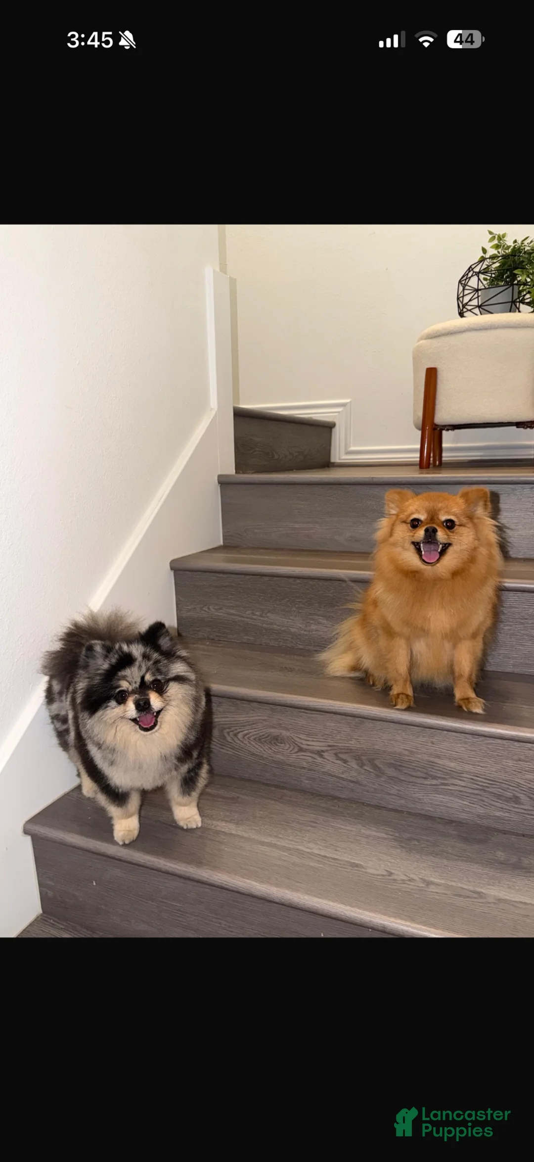 Pomeranian dogs for sale: Pomeranian 1 - Ad 2