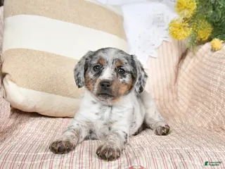 Mixed Breed dogs for sale: Champ - Ad 1