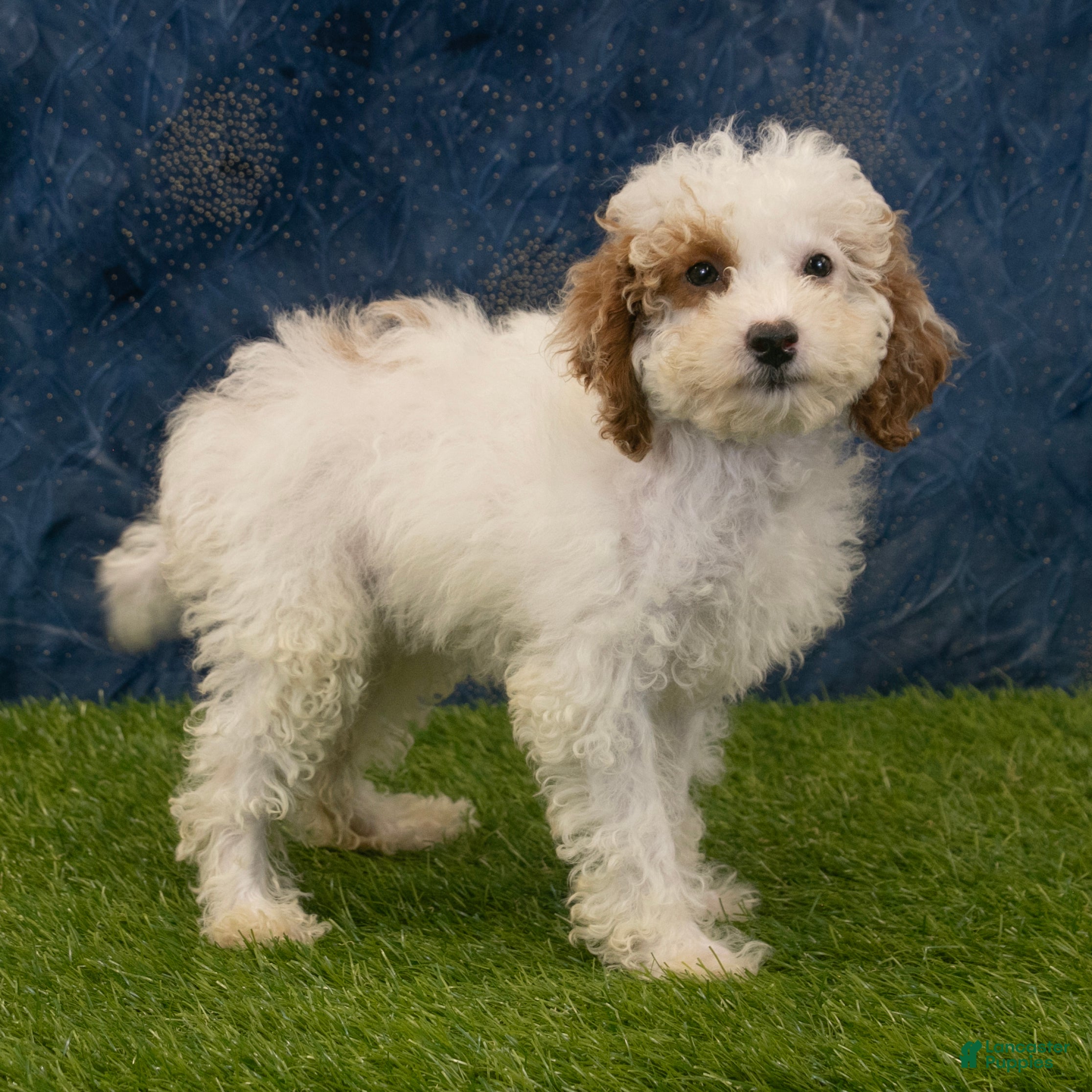 Miniature Poodle dogs Sabrina - Ad 1