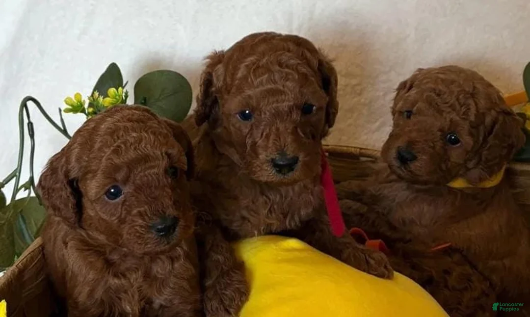 Cavapoo dogs for sale: Dex - Ad 1