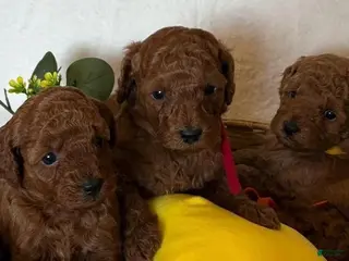 Cavapoo dogs Dex - Ad 24